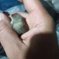 سهره عتیقه|پرنده|پاکدشت, حصار امیر|دیوار