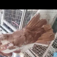 دم سرخ،، سینه زرد|پرنده|شهرضا, |دیوار