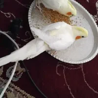 عروس هلندی بالغ