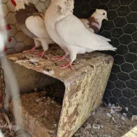 کبوتر سینه ای . کله دم سیاه .کله ماستی . طوقی|پرنده|فلاورجان, |دیوار