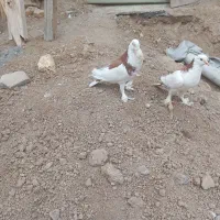 کبوتربادکنکی|پرنده|سامان, |دیوار