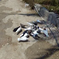 فروش تعدادی کبوتر رنگی خوشگل