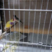 فنج گلدین13عدد|پرنده|پاکدشت, پاکدشت (مامازند)|دیوار