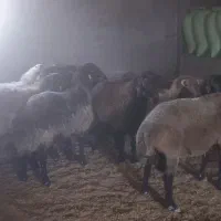 فروش قوچ نژاددار هترو