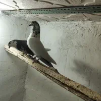 کبوتر هوایی