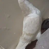 کفتر سینه دم پاک