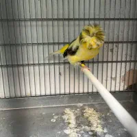 قناری کرست رسمی بلند|پرنده|تهران, خاوران|دیوار