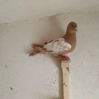 میلیمنز ماده ..زرد میولمنز