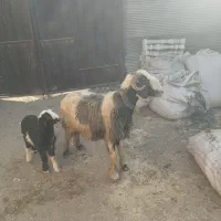 نمیشه بره گوسفند،قوچ بز|حیوانات مزرعه|نجف‌آباد, کهریزسنگ|دیوار