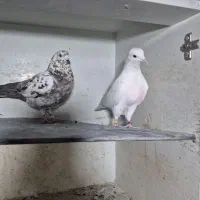 3عددکبوتر تهرانی