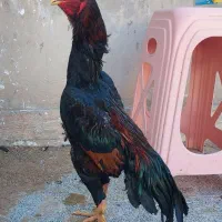 تخم لاری افغان