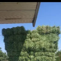 یونجه‌ سبز بهبهان|لوازم جانبی حیوانات|رامهرمز, |دیوار