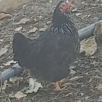 مرغ و خروس بومی|حیوانات مزرعه|فرخشهر, |دیوار