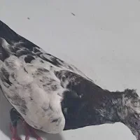 کبوتر