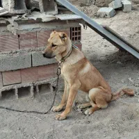 واگذار سگ نر پژدر|سگ|اردبیل, |دیوار