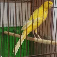 یک عدد قناری ماده