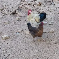 مرغ خروس تخم گذار اردک اسراییلی|حیوانات مزرعه|اردکان, |دیوار