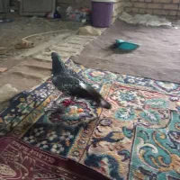 کبوتر بلغاری