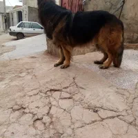 واگذاری|سگ|مسجد سلیمان, |دیوار