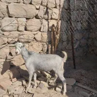 دو عدد تیر بز|حیوانات مزرعه|اندیمشک, |دیوار