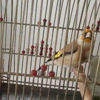 سهره دورگ نر دهن زن|پرنده|شیراز, لب آب|دیوار