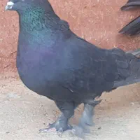 کبوتر پر (فارسان)