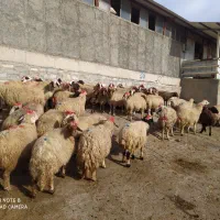 عمده فروشی تک فروشی گوسفندزنده میش وشیشک بز وتی بز|حیوانات مزرعه|خرمآباد, |دیوار