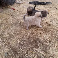 توله سگ های سرابی اصل|سگ|تاکستان, |دیوار