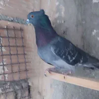کفتر زاغ|پرنده|قرچک, زیبا شهر|دیوار