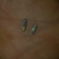 اصل مهره