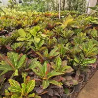 گل کروتن رنگی مستقیم از تولیدی*۲۸۰تا۹۵۰تومن