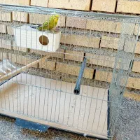 یک جفت مرغ عشق آلبینو مولد