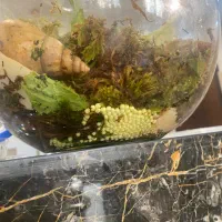 حلزون ۸ ماهه|خزنده|تهران, یوسف‌آباد|دیوار