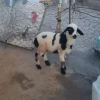 بره ماده شیری