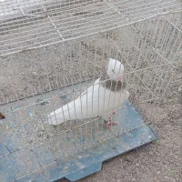 طوقی