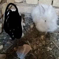 خرگوش پشمالو لوپی