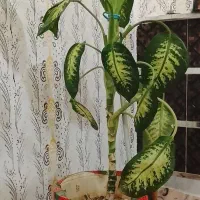 گل دیفن باخیا فروشی|گل و گیاه طبیعی|باوله, |دیوار