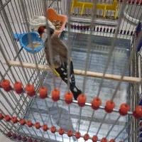 سهره نشون دار