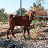 پازن درجه یک چاق