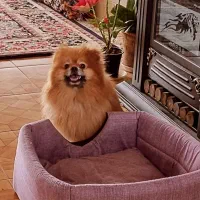 سگ نر پامر خرسی اصل