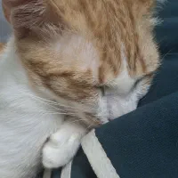 واگذاری گربه|گربه|بندر انزلی, سید آسیه|دیوار