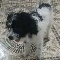 واگذاری دو عدد پاکوتاه