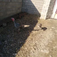 یک جفت بوقلمون ماده|حیوانات مزرعه|رامیان, |دیوار