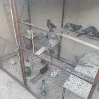 کبوتر اصفهانی و یک عدد کاشونی