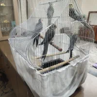 پنج تاعروس هلندی نروماده به همراه قفس