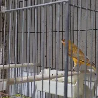 قناری بلند|پرنده|شیراز, فضلآباد|دیوار