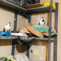 تعدادی کبوتر|پرنده|زاهدان, |دیوار