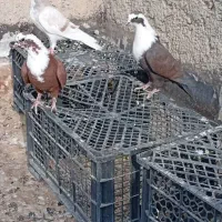 مقلف مخمل بی عیب