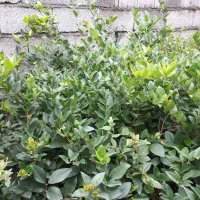 یاس هلندی ریشه بزرگ