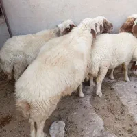 قوچ